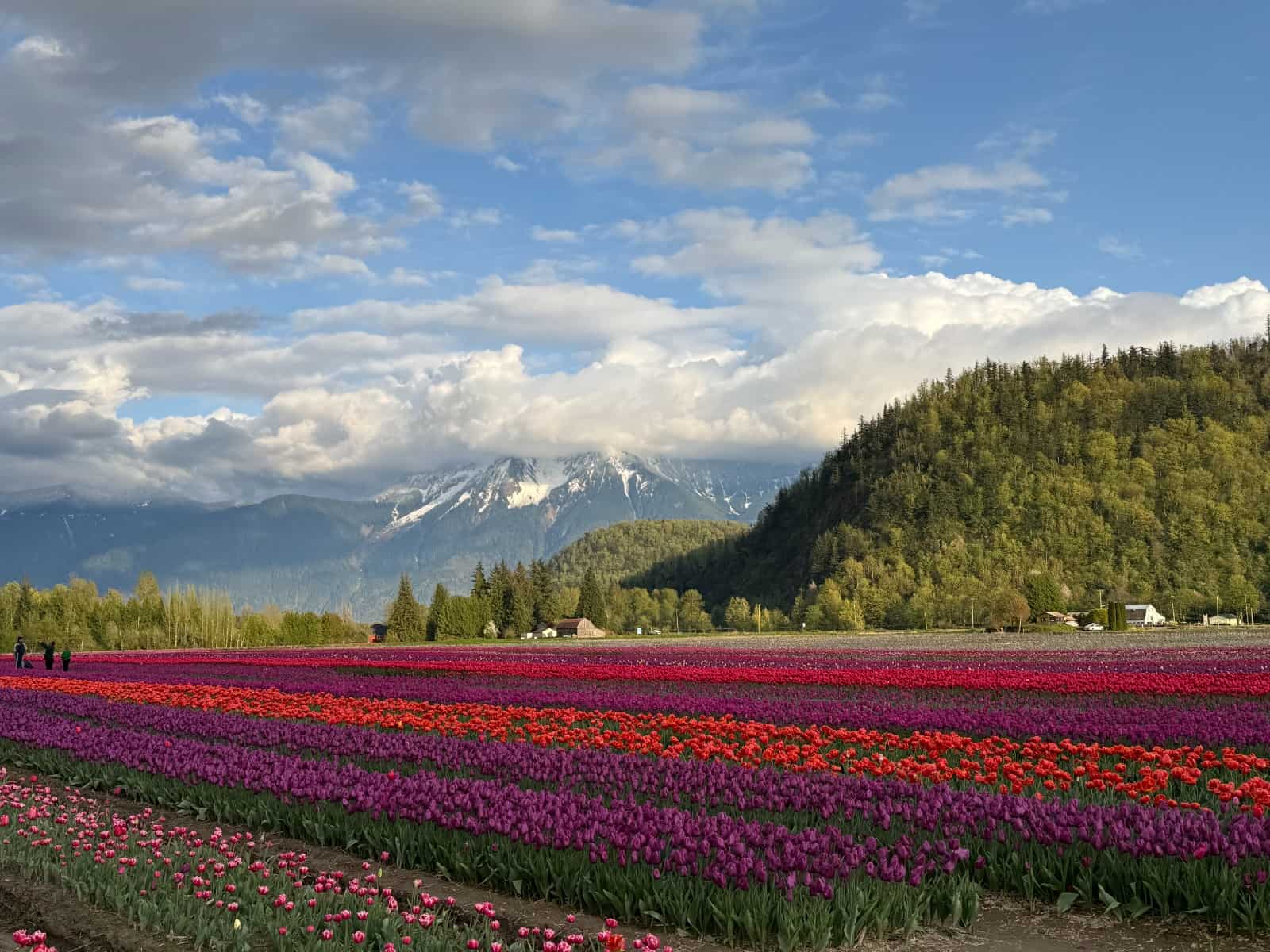 Tulip 