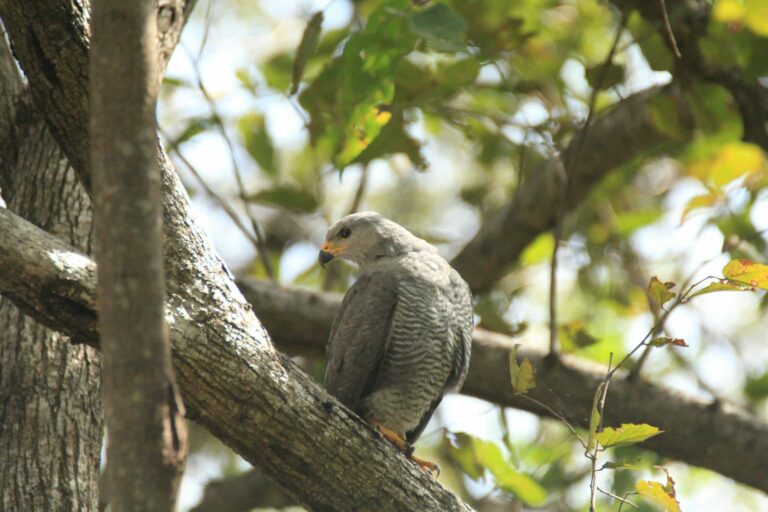 South Fraser Bird Trail: A World-Class Birding Destination Just Minutes from Metro Vancouver